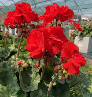 Zonice Foglia Scura Scarlet (julia)
