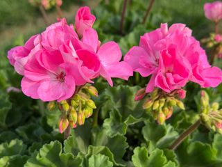 Zonice Foglia Scura Pink (rosita)