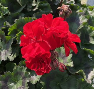 Zonice Foglia Scura Dark Red (abelina)