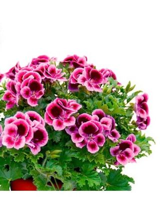 Pelargonium crispum