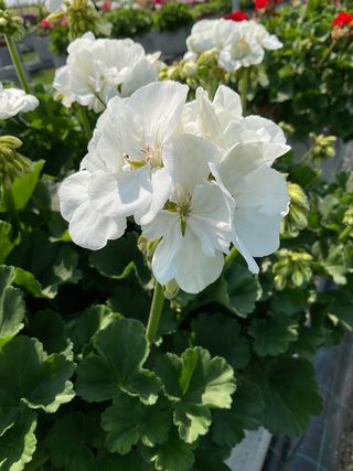 Zonice Foglia Scura Pearl White
