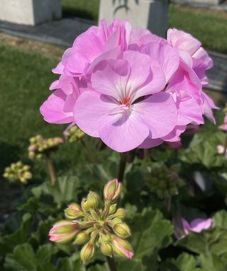 Zonice Foglia Scura Lavender (greta)