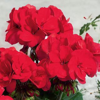 Pelargonium zonale