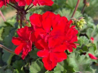 Zonice Hot Red