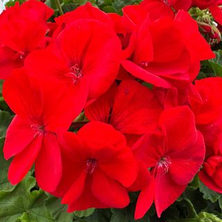 Zonice Foglia Scura Deep Red