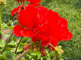 Zonice Red