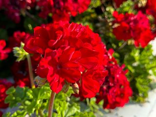 Sansone Smart Ruby Red