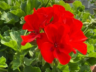Sansone Smart Scarlet With Eye