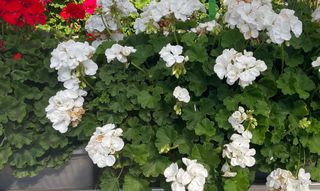 Sansone Champion White