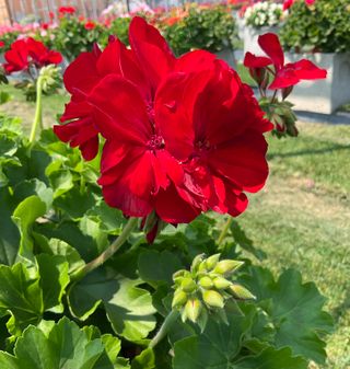 Sansone Champion Red
