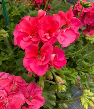 Pelargonium hybridum