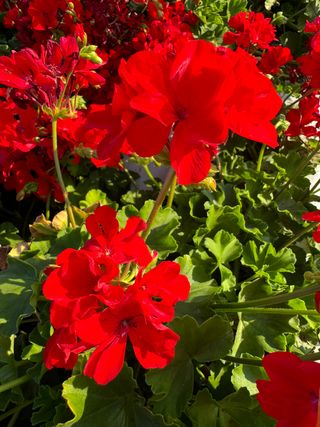 Sansone® Champion Fire Red