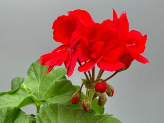 Sansone Fire Red