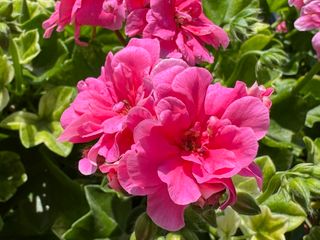 Evelyn® Pink (vicky)
