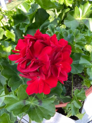 Evelyn® Velvet Red (ruby)