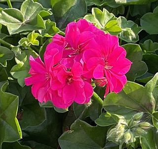 Evelyn® Hot Pink (rocky)