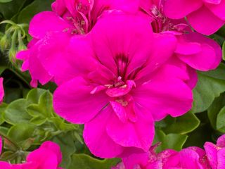 Evelyn® Violet (amy)