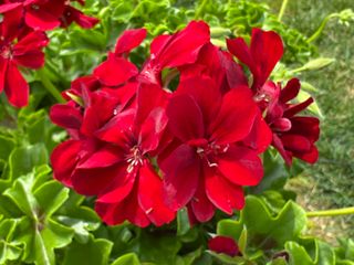 Evelyn® Red (becky)