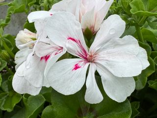 Evelyn® White (sandy)