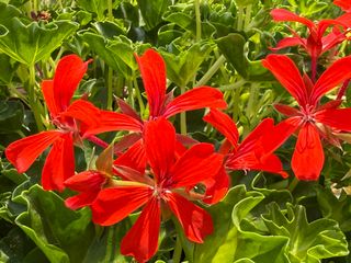 Evelyn Decora Red