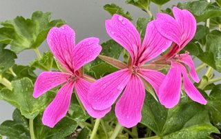 Evelyn Decora Lilac