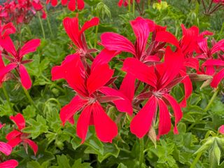 Mini Balcon Red