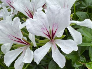 Evelyn Decora White