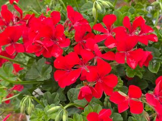 Evelyn® Single Flower Red