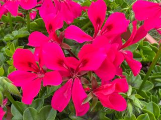 Evelyn® Single Flower Neon
