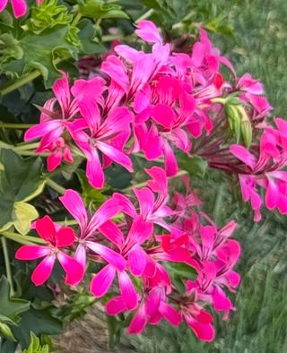 Pelargonium peltatum