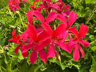 Evelyn Decora Dark Pink