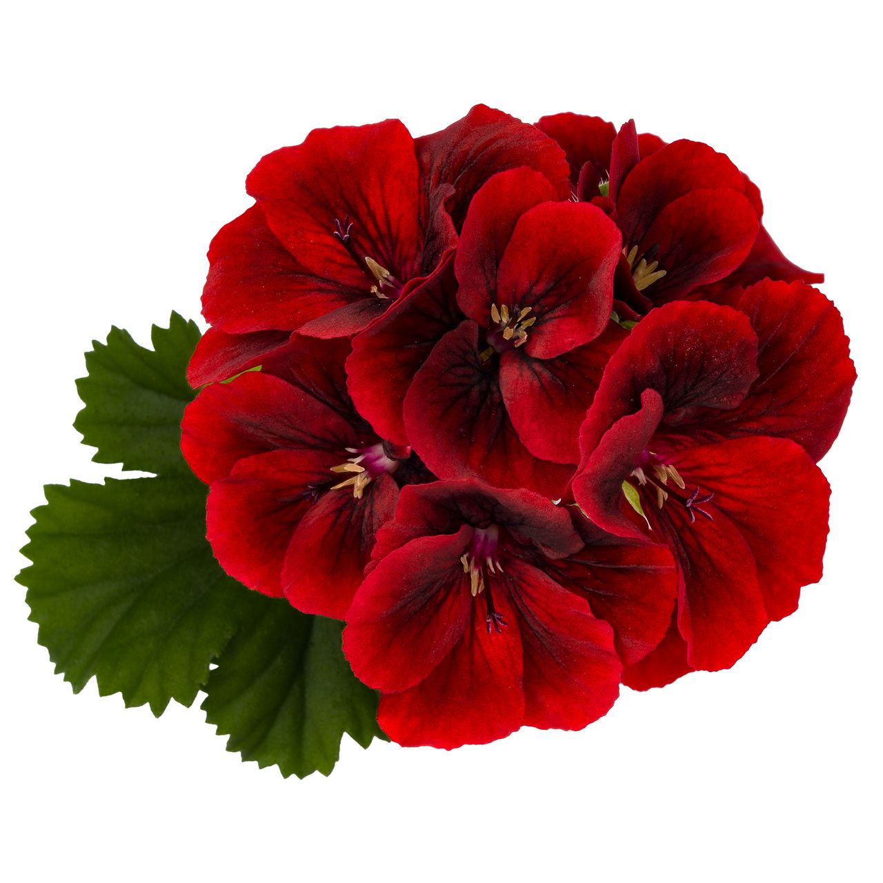 Pac® Candy Flowers® Red, foto 1