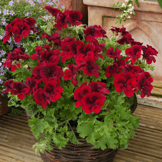 Pelargonium grandiflorum