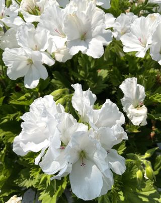 Pac® Candy Flowers® White