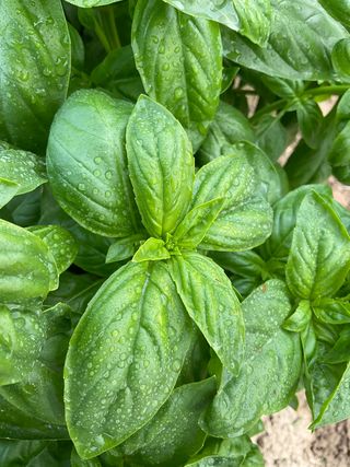 OCIMUM BASILICUM - Concessionario Badrante