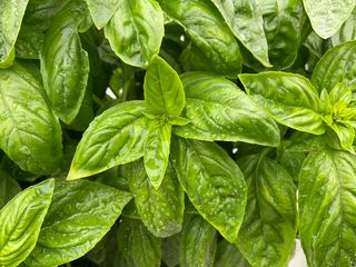 OCIMUM BASILICUM - Attrezzature per il giardinaggio Badranti