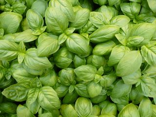 OCIMUM BASILICUM - Concessionario Badrante
