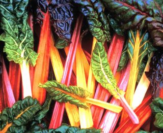 BETA VULGARIS - Attrezzature per il giardinaggio Badranti
