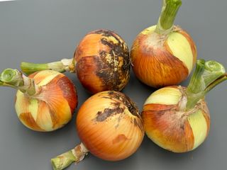Allium cepa