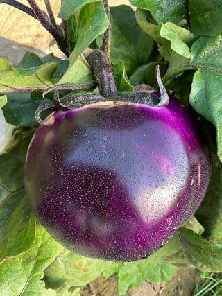 PALERMITANA VIOLETTA F1 - Alessandro shop