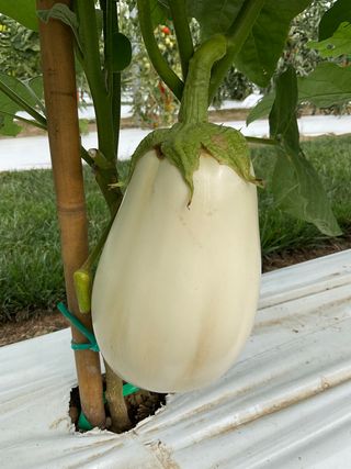 Solanum melongena