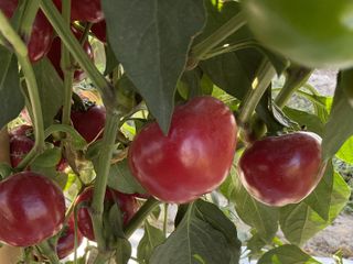 Red Cherry F1