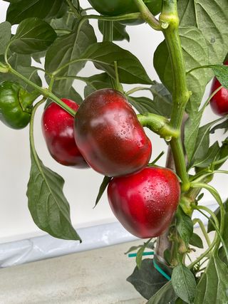 Topepo Rosso