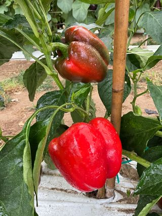 Solario Rosso F1