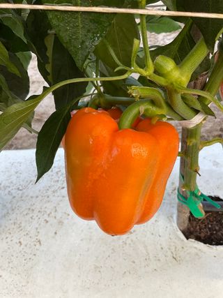 Spritz (oregon)