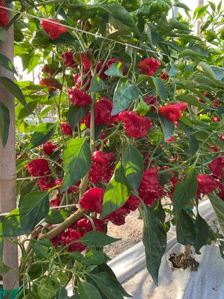 Scotch Bonnet Red