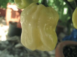 HABANERO WHITE - Il faggio