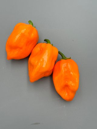 Habanero Orange