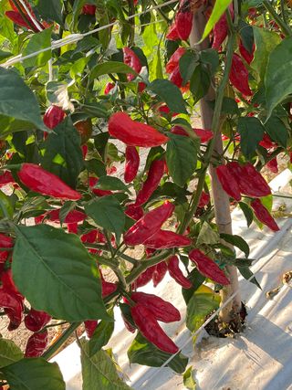 Naga Morich