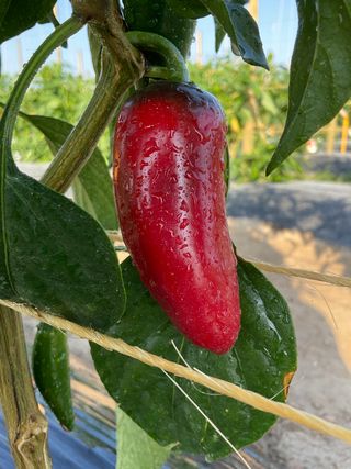 JALAPENO MESSICANO - Il faggio